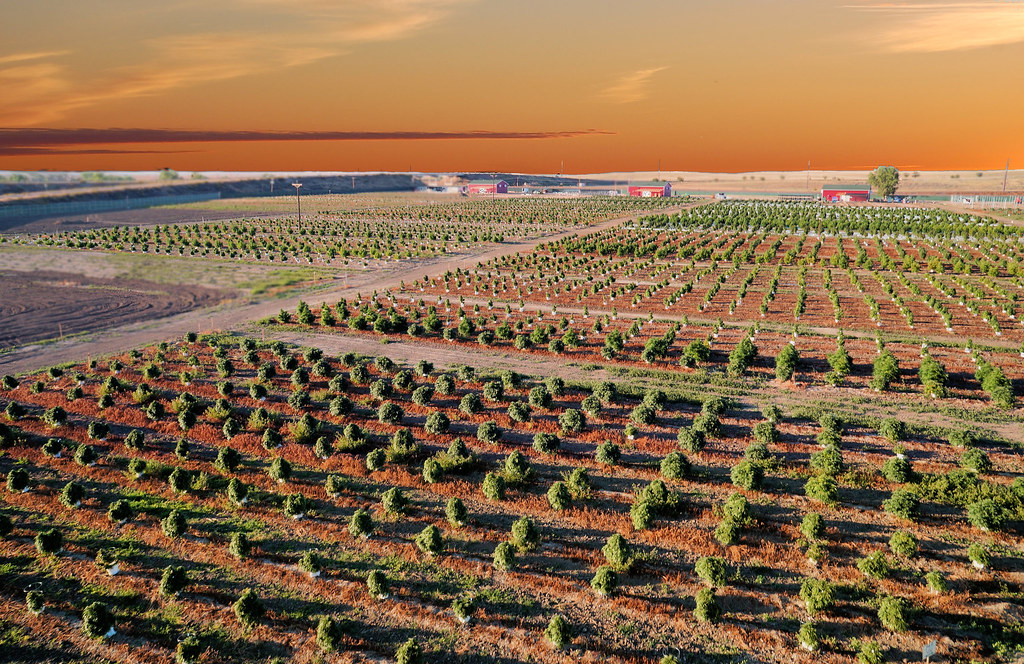 marijuana financing farms
