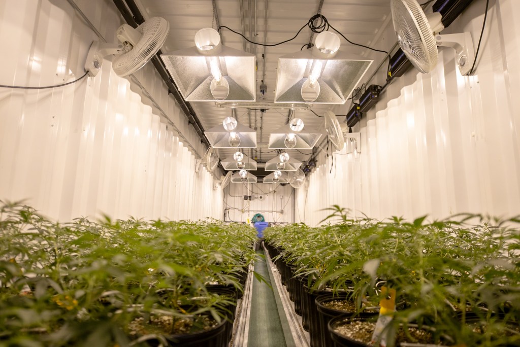 cannabis equipment financing 1
