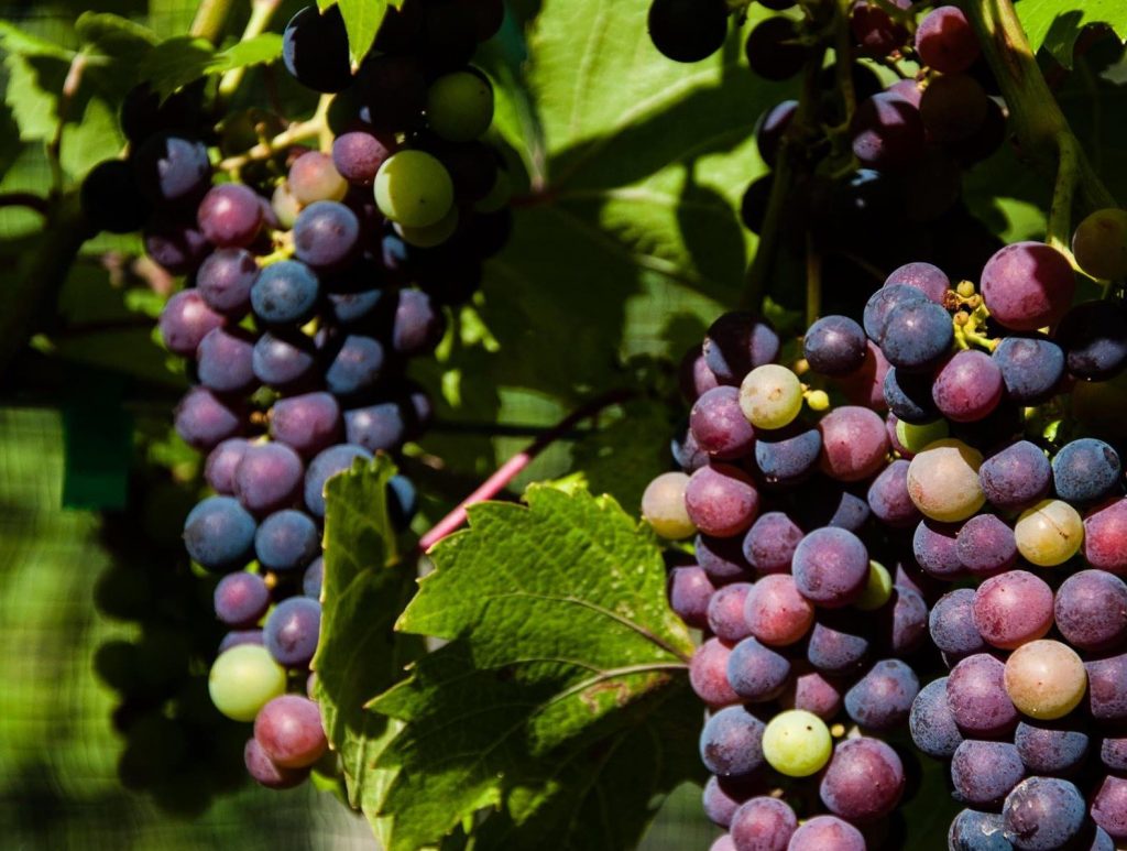 wine and grape