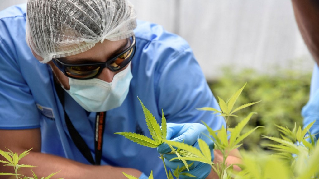 cannabis cash advance