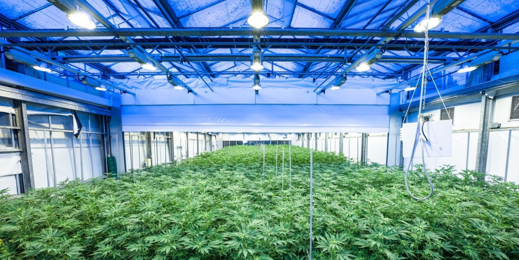 cannabis debt capital loan