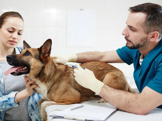 veterinarian practice financing