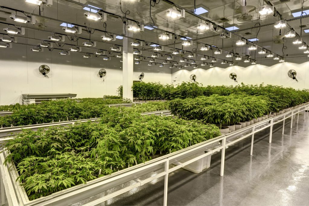 Cannabis_Facility_Construction