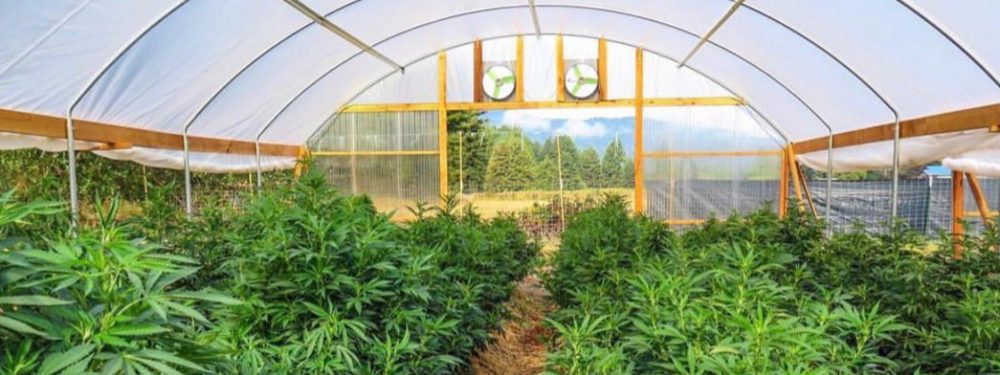 Cannabis Real Estate Financing Image