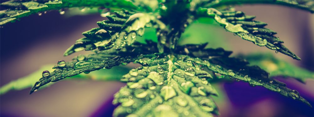 marijuana equipment financing